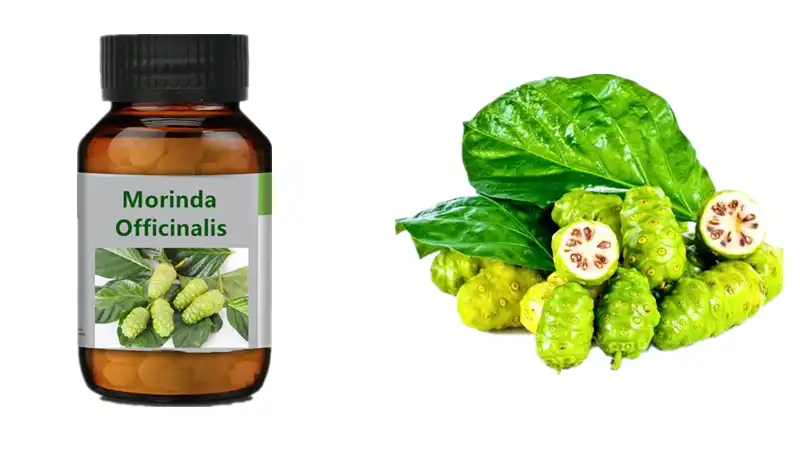 What are the benefits of taking Morinda capsules?